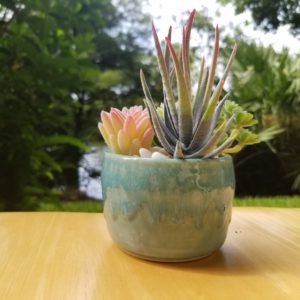 Glazed Pot with Succulents